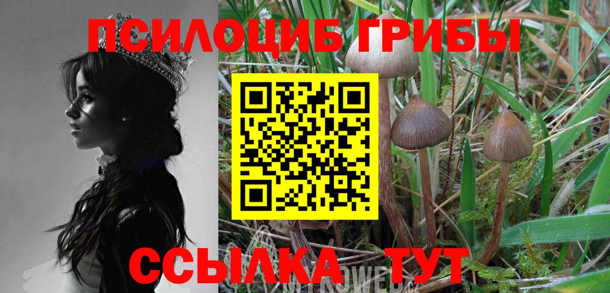 Псилоцибиновые грибы Psilocybe  Вход с VPN  Благодарный 